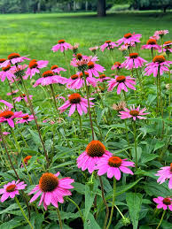 Grow Beautiful Coneflowers Easily with Quality Seeds