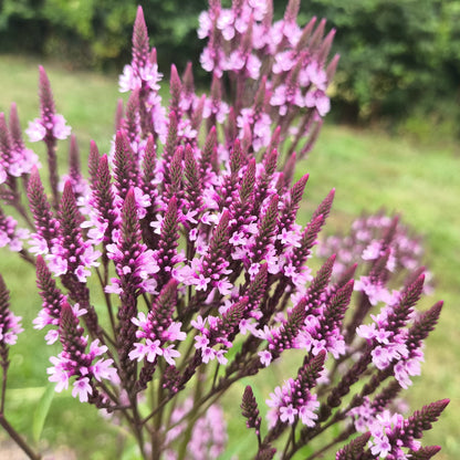 Hastata Blumensamen zum Pflanzen – Schattenverträgliche, traditionelle und gentechnikfreie Samen für den Hausgarten