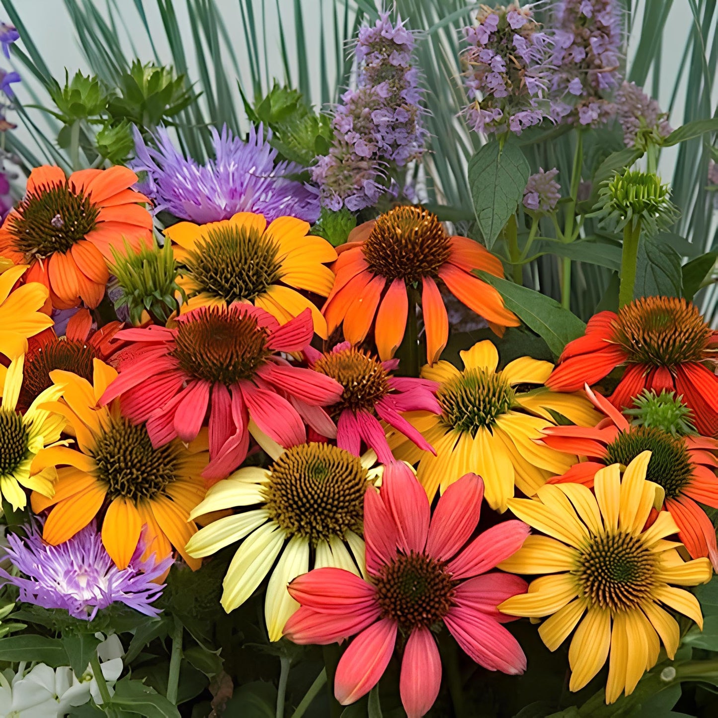 Rare Coneflower Seed Varieties for Your Flower Garden