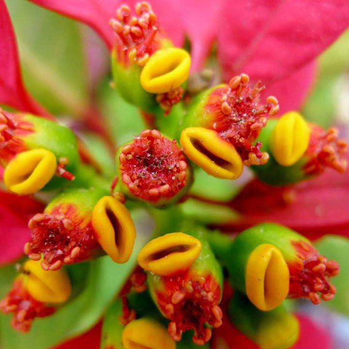 Poinsettia Herb Seeds