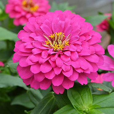 Zinnia Pink seeds for Planting