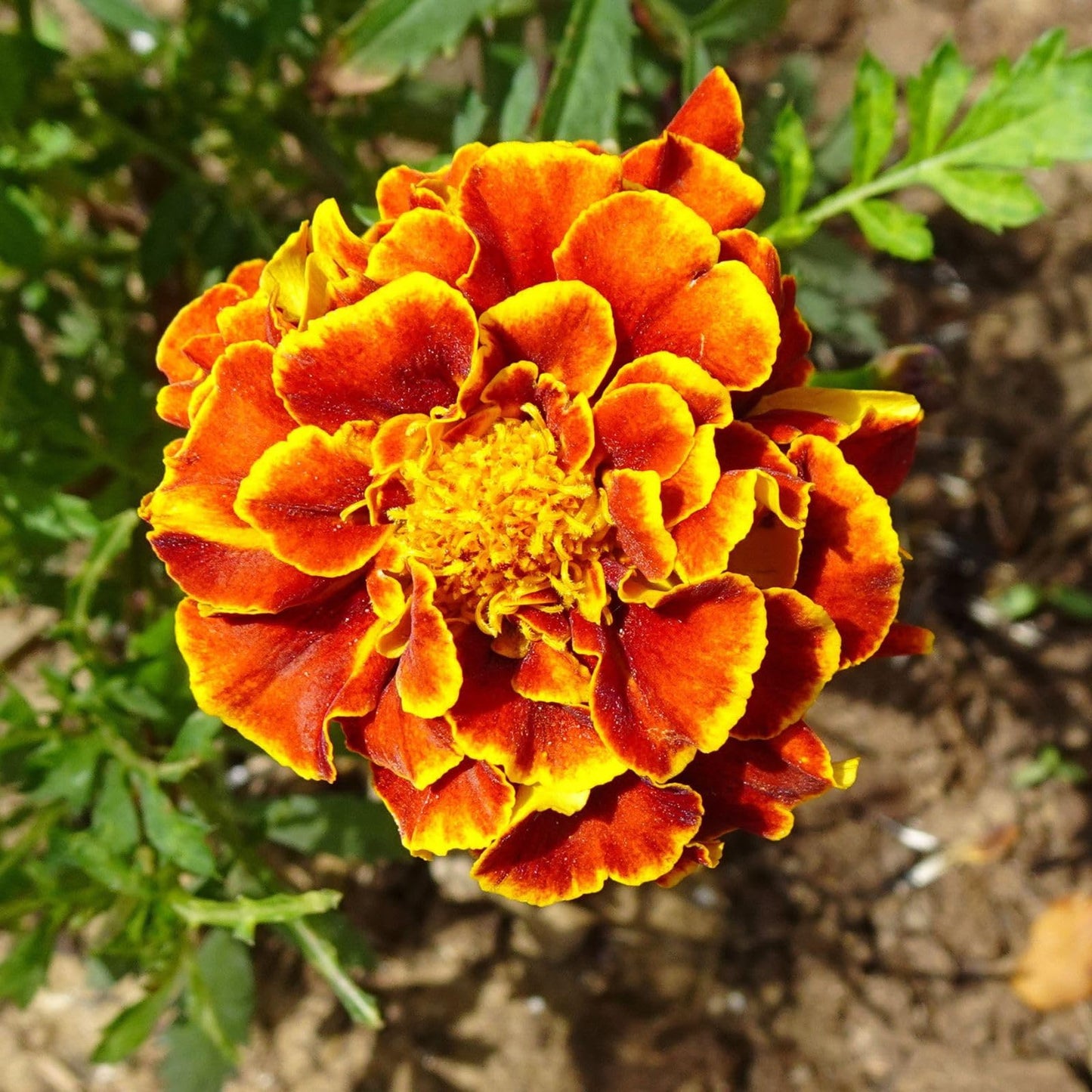Vibrant Marigold Seeds