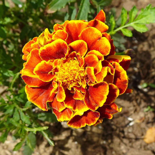 Vibrant Marigold Seeds