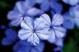 yarrow flower seeds blue