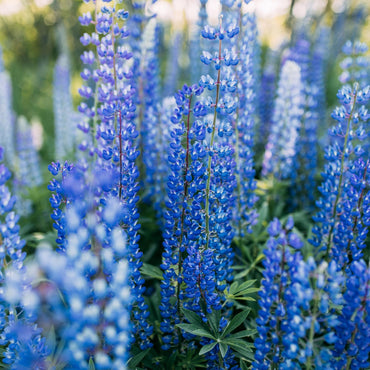 Lupine Wildflower Seeds blue