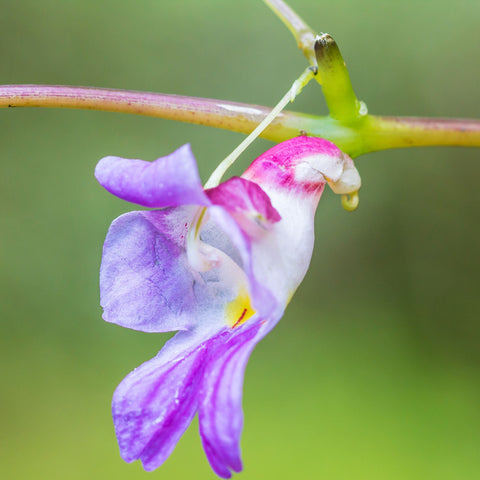 Parrot Orchid Flower seeds for Planting Compact Growth Heirloom & GMO Free Seeds for Home Garden 
 
 Sale for planting in home garden