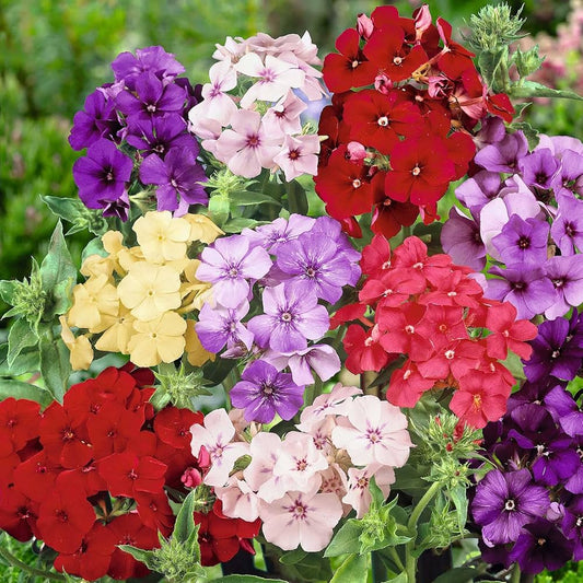 Annual Phlox Seeds – Colorful Flower Mix for Planting