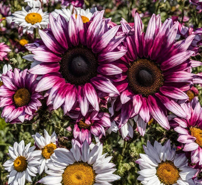 strawberry pink sunflower seeds Pink Mix Sunflower Seeds for Planting – Heirloom, Non-GMO, Easy to Gro – Pure Asia Seeds