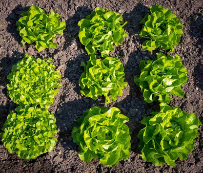 Lettuce Seeds, Heirloom Vegetable Seed for Planting Indoor Outdoor