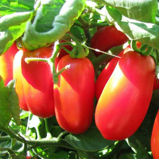Garten San Marzano Tomatensamen