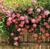 Pink Rose Seeds – For Outdoor Planting