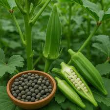 Okra-Samensammlung zum Pflanzen