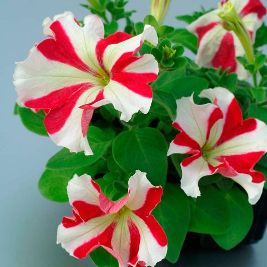 Petunia Flower Seeds for Planting Red and white