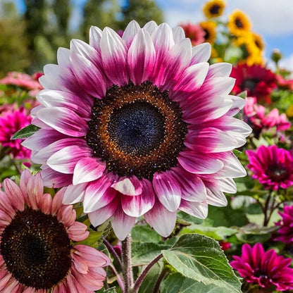 rose sunflower seeds Pink Mix Sunflower Seeds for Planting – Heirloom, Non-GMO, Easy to Gro – Pure Asia Seeds