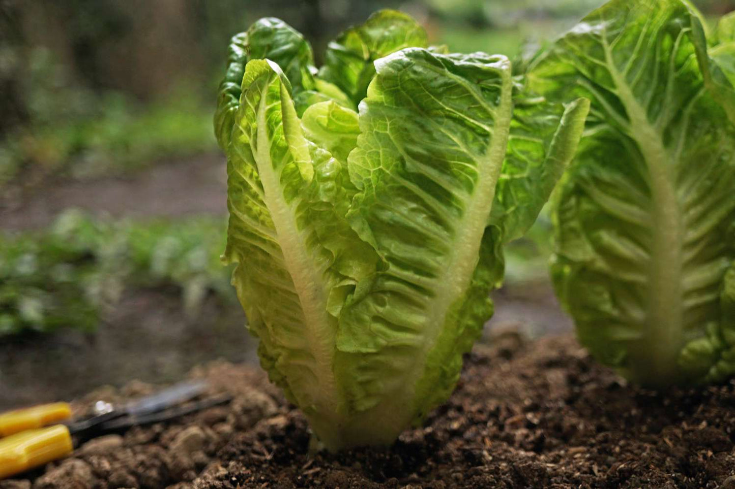 Lettuce Seeds, Heirloom Vegetable Seed for Planting Indoor Outdoor