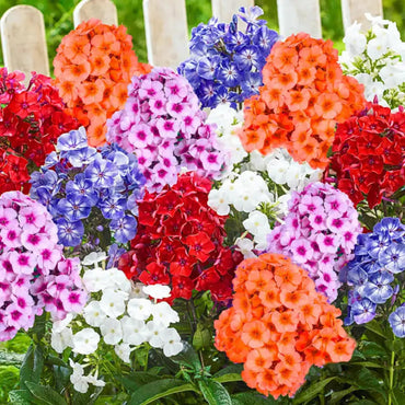 Annual Phlox Seeds – Colorful Flower Mix for Planting