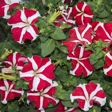 Petunia Flower Seeds for Planting Red and white