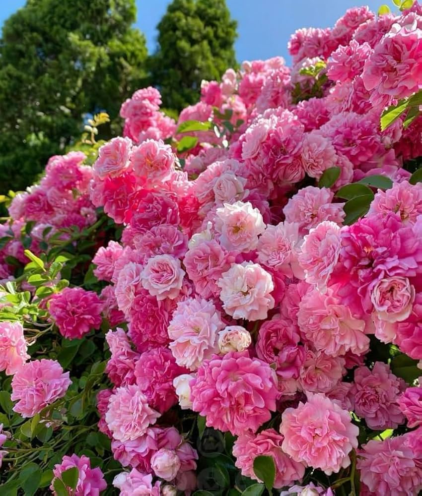 Pink Rose Seeds – For Outdoor Planting
