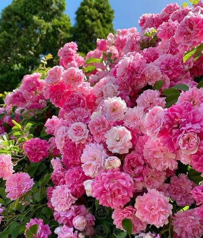 Pink Rose Seeds – For Outdoor Planting