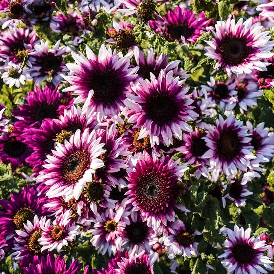 Sunflower Seeds for Planting pink mix