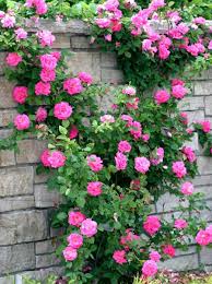Pink Rose Seeds – For Outdoor Planting