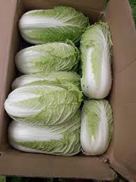 Semi di cicoria verdura - bianco verde