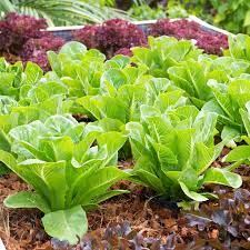 Lettuce Seeds, Heirloom Vegetable Seed for Planting Indoor Outdoor