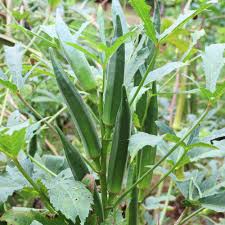 Okra-Samensammlung zum Pflanzen