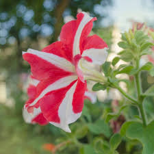Petunia Flower Seeds for Planting Red and white