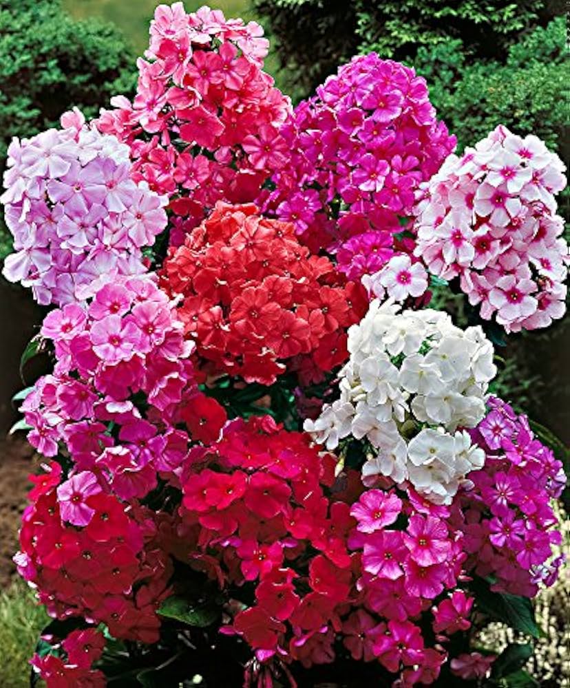 Annual Phlox Seeds – Colorful Flower Mix for Planting