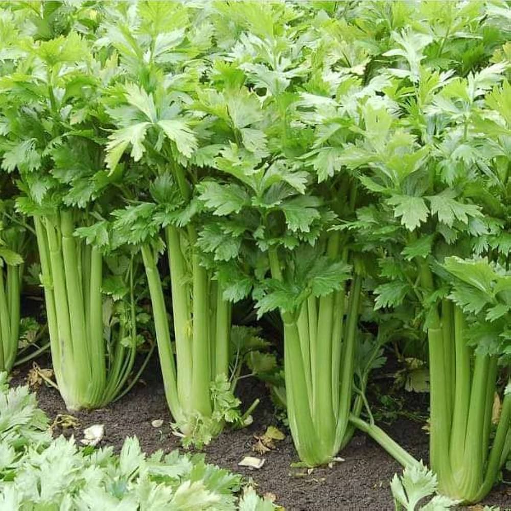 Celery Vegetable Seeds – Green Variety