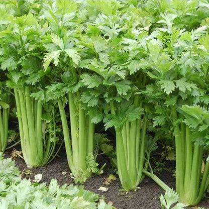 Celery Vegetable Seeds – Green Variety