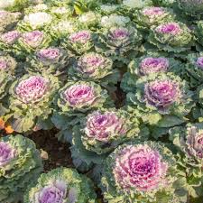 Semi di cavolo - Verdura viola e verde