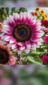 rose pink sunflower seeds Pink Mix Sunflower Seeds for Planting – Heirloom, Non-GMO, Easy to Gro – Pure Asia Seeds