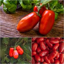 Garten San Marzano Tomatensamen