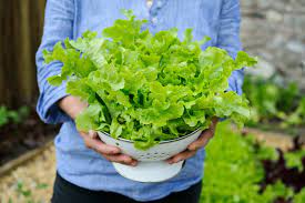 Lettuce Seeds, Heirloom Vegetable Seed for Planting Indoor Outdoor