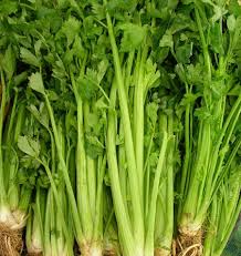 Celery Vegetable Seeds – Green Variety