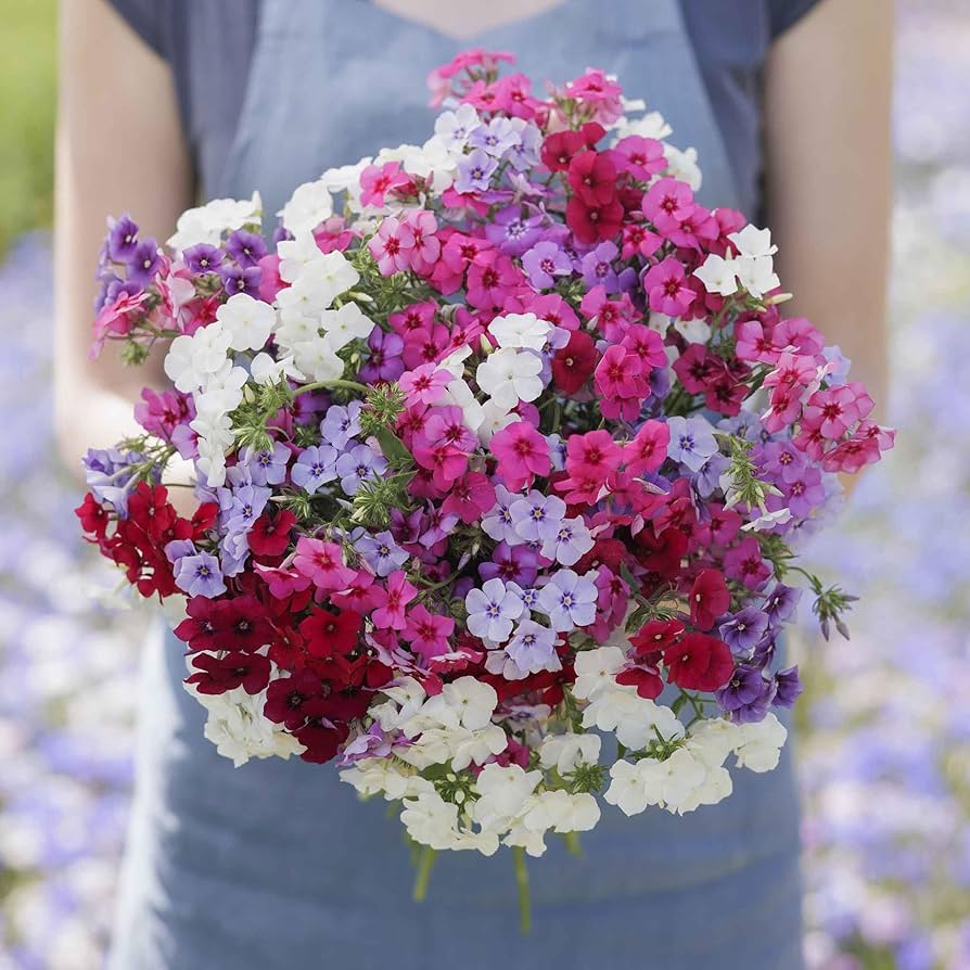 Annual Phlox Seeds – Colorful Flower Mix for Planting