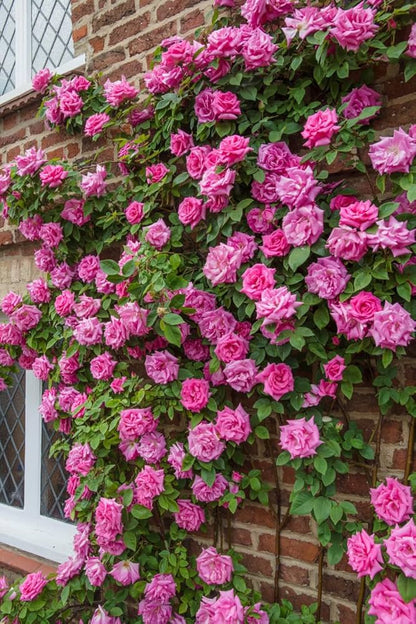 Pink Rose Seeds – For Outdoor Planting