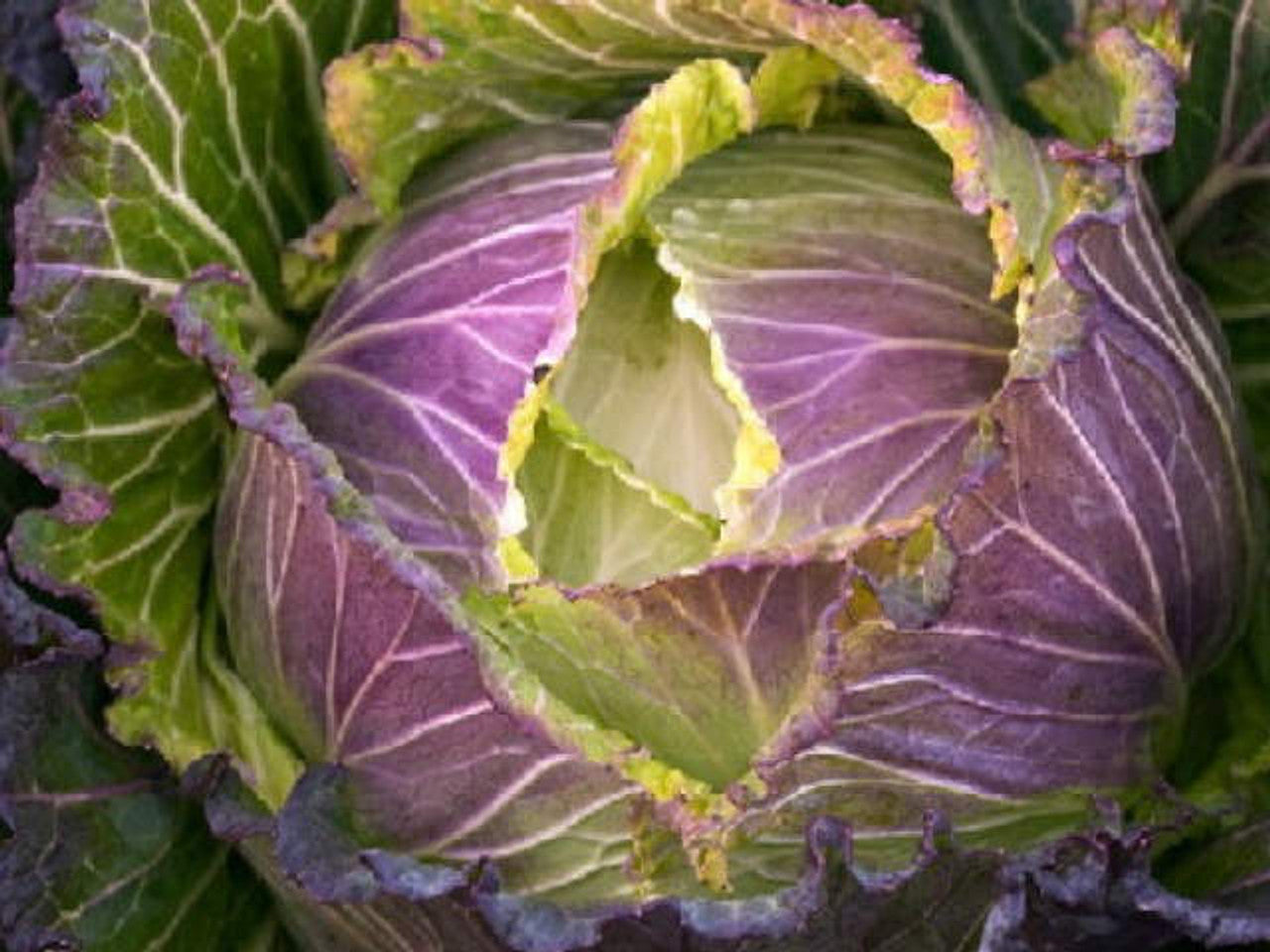 Semi di cavolo - Verdura viola e verde