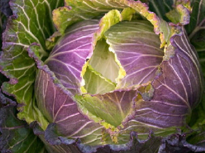 Semi di cavolo - Verdura viola e verde