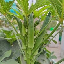Okra-Samensammlung zum Pflanzen