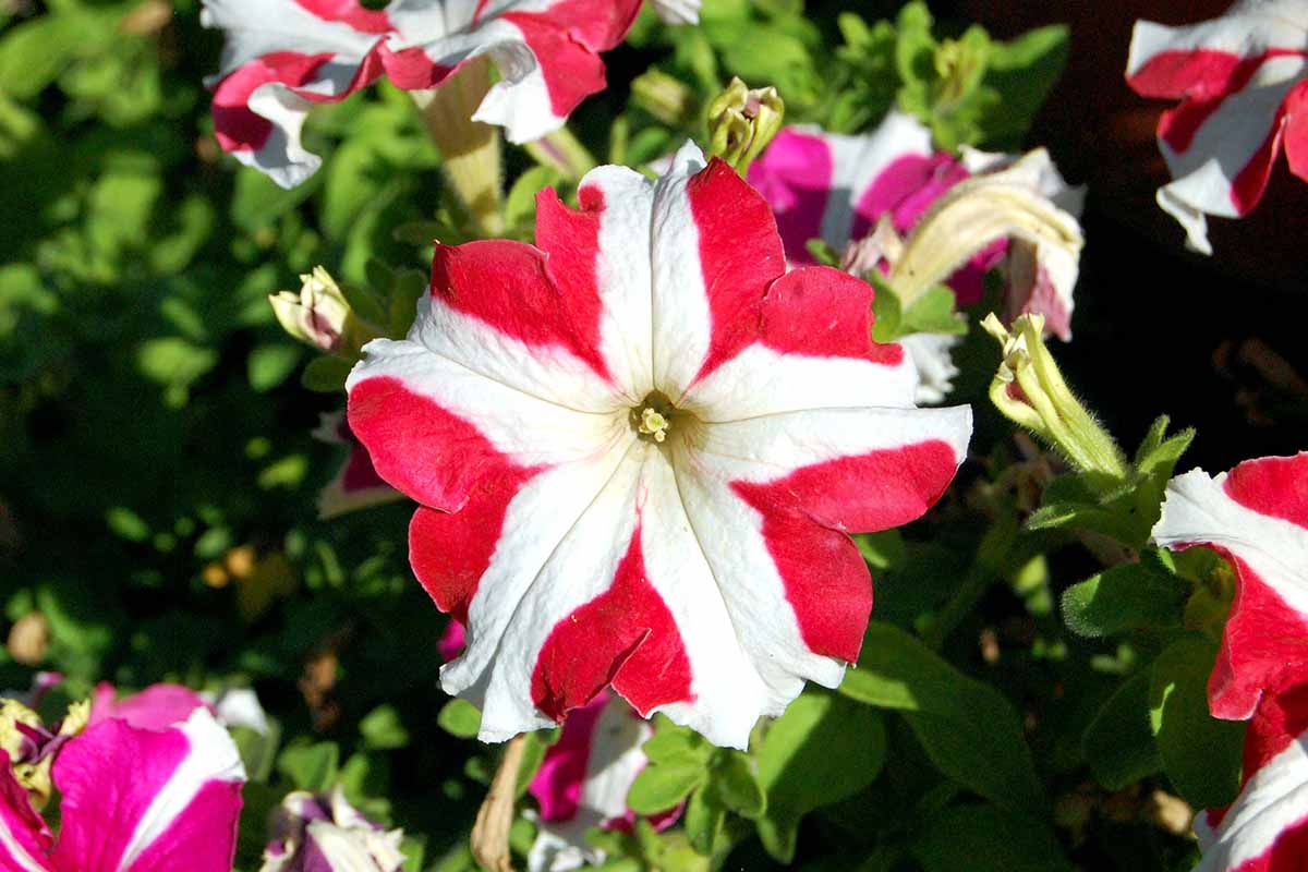 Petunia Flower Seeds for Planting Red and white