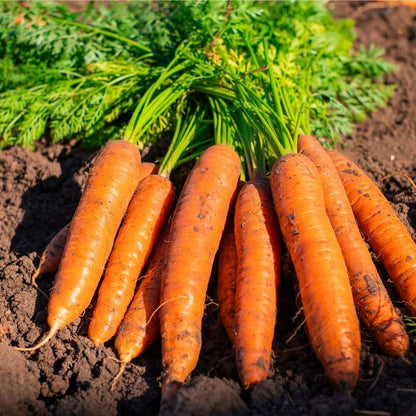Heirloom Carrot Seeds – For Planting
