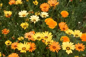 Daisy Wildflower Mix