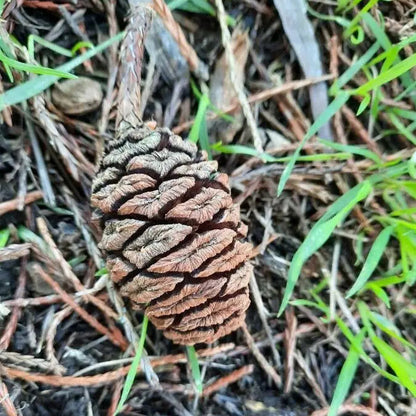 Sequoiadendron Giganteum Kräutersamen