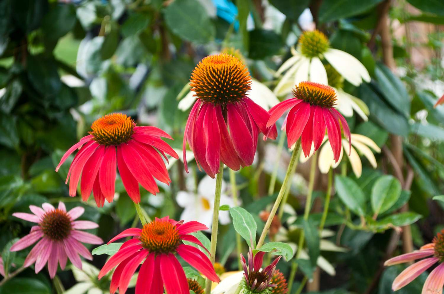 Rare Coneflower Seed Varieties for Your Flower Garden