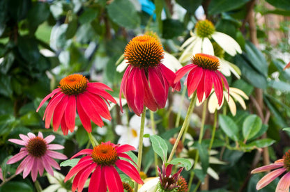 Rare Coneflower Seed Varieties for Your Flower Garden