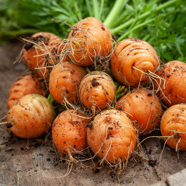 Parisian Carrot Vegetable Seeds for Planting – Heirloom, Non-GMO, Easy to Grow, Annual