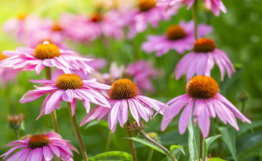 Perennial Coneflower Seeds for  Beautiful Flowers